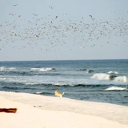 White Pearl 3.07 דירה *